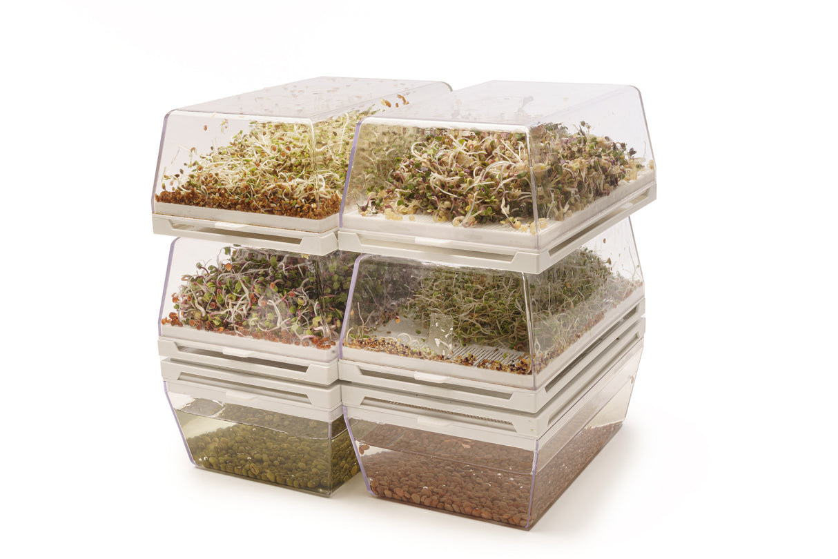 Starter kit hydro 6 Eva + 17 seeds - sk002