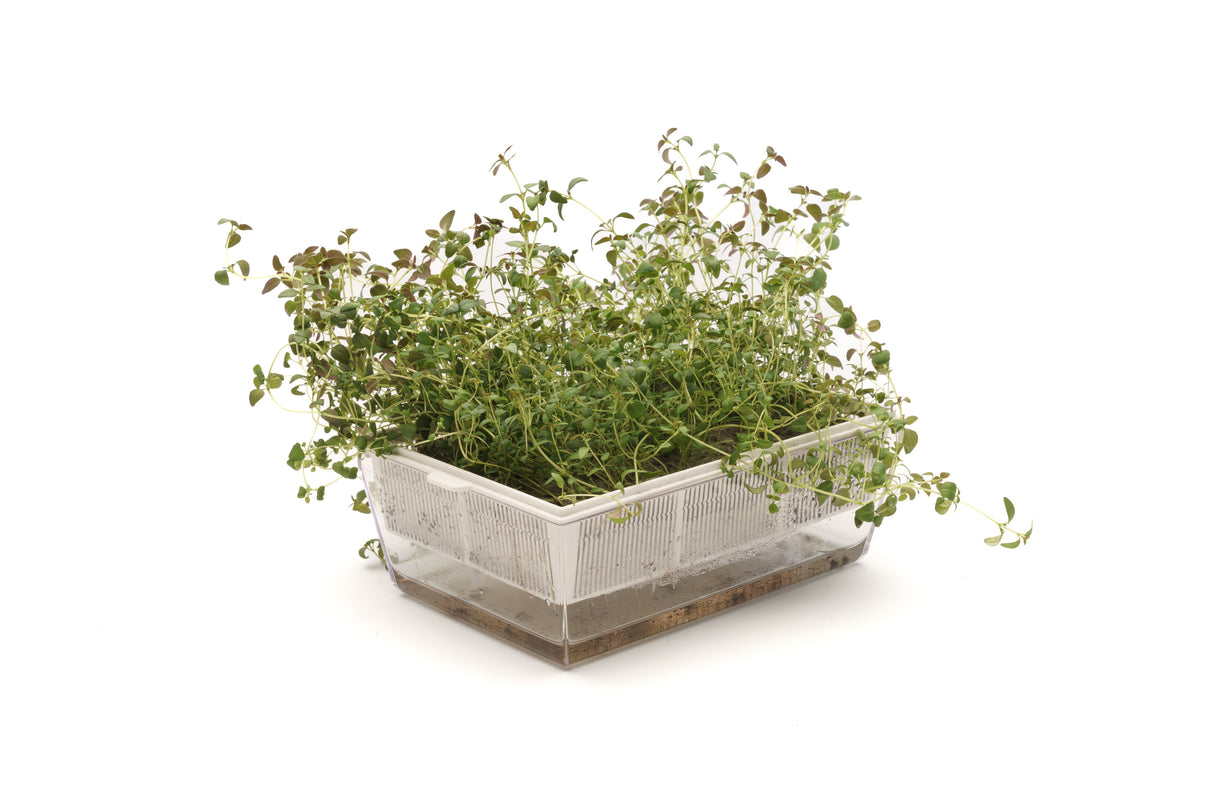 Thymian - Bio-Samen 0,2 gr