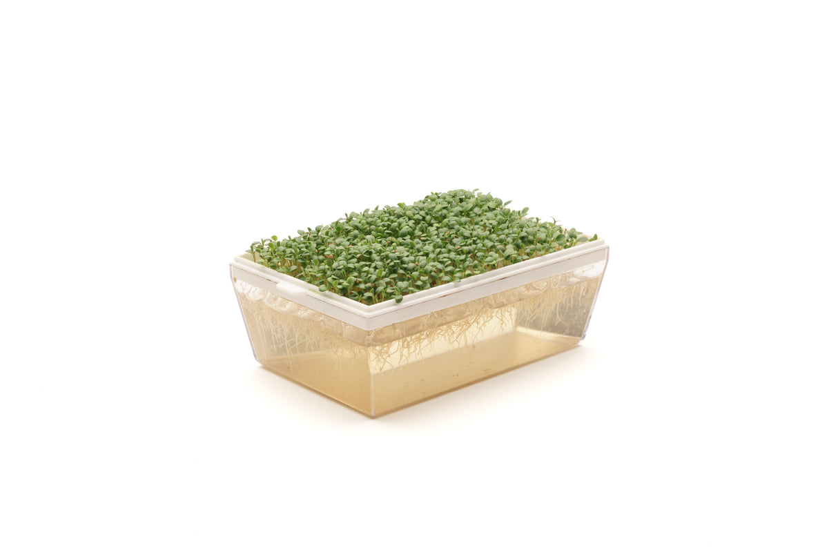 Red Clover - Organic Seed 40gr