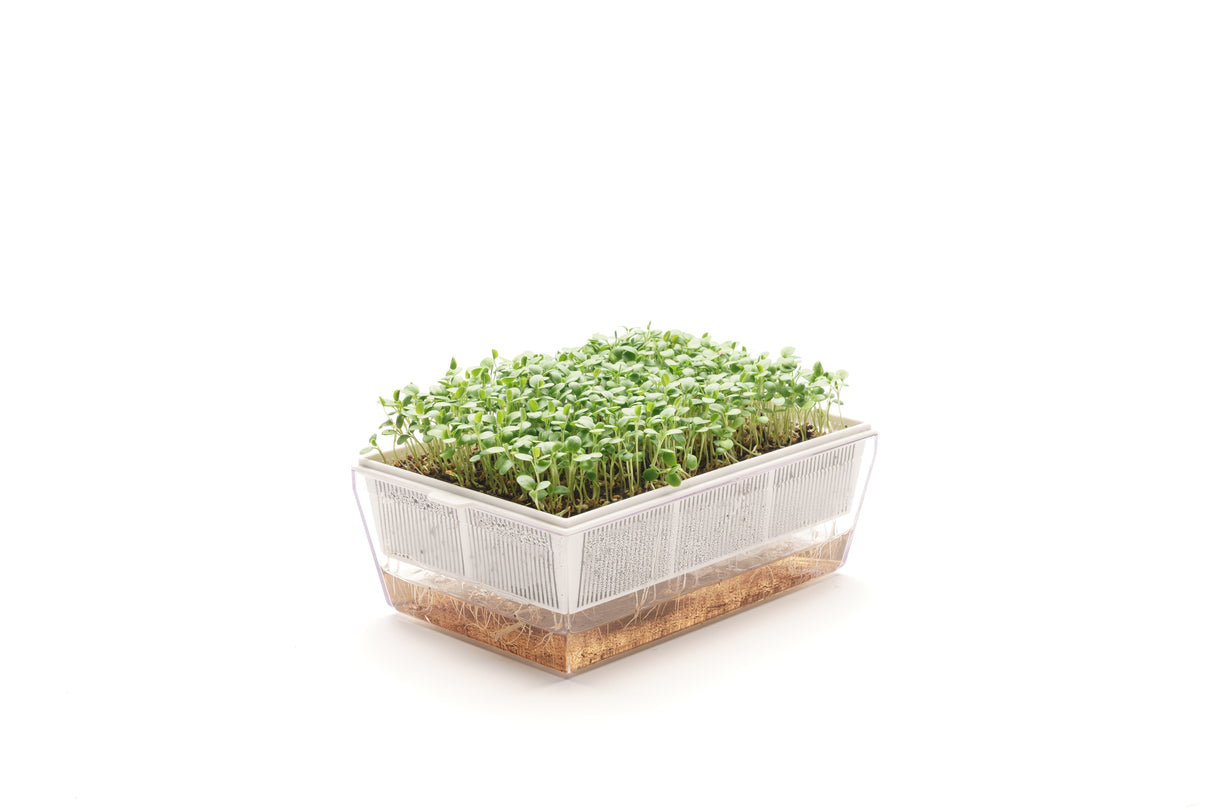 Red Clover - Organic Seed 40gr