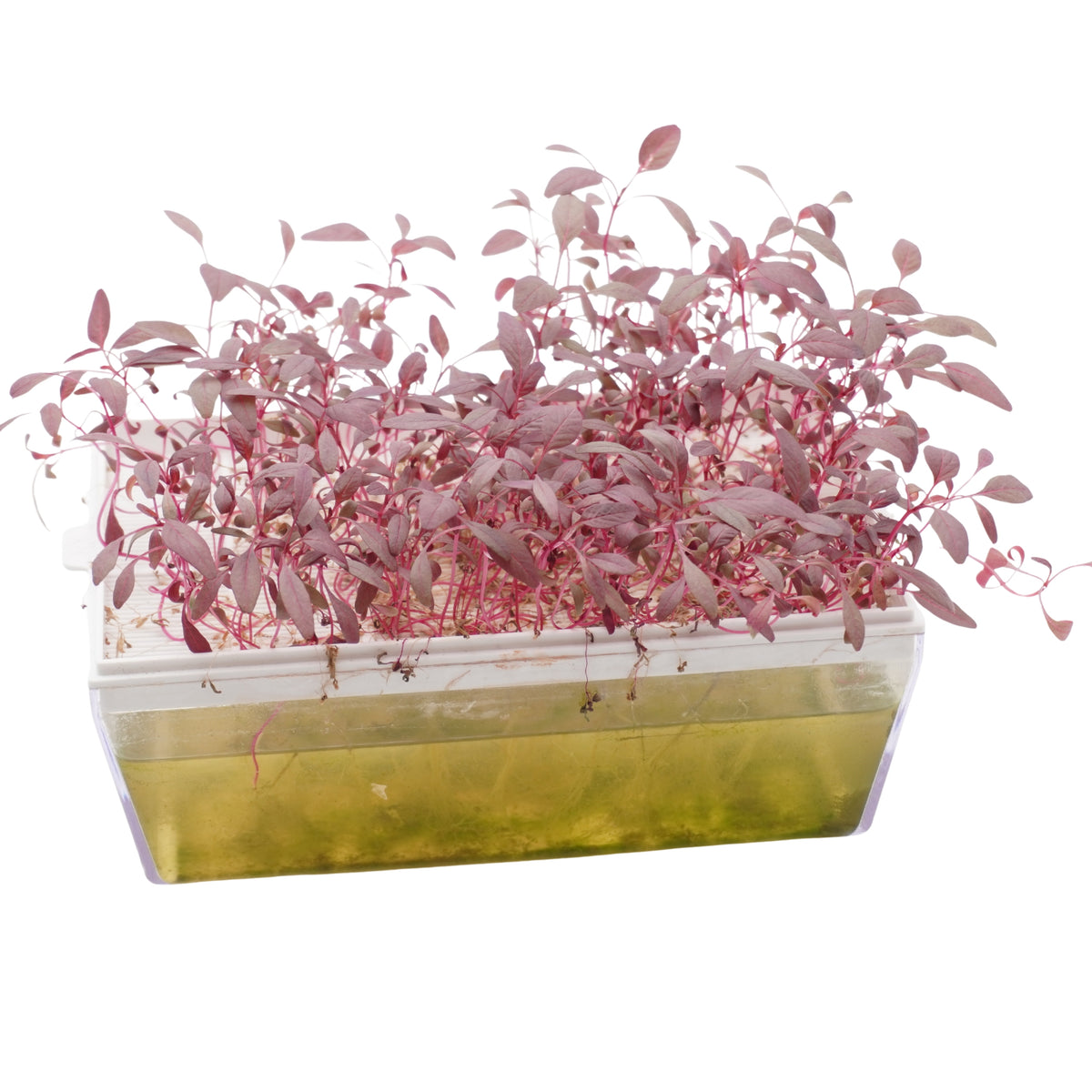 Semi di Amaranto rosso bio - 1 g