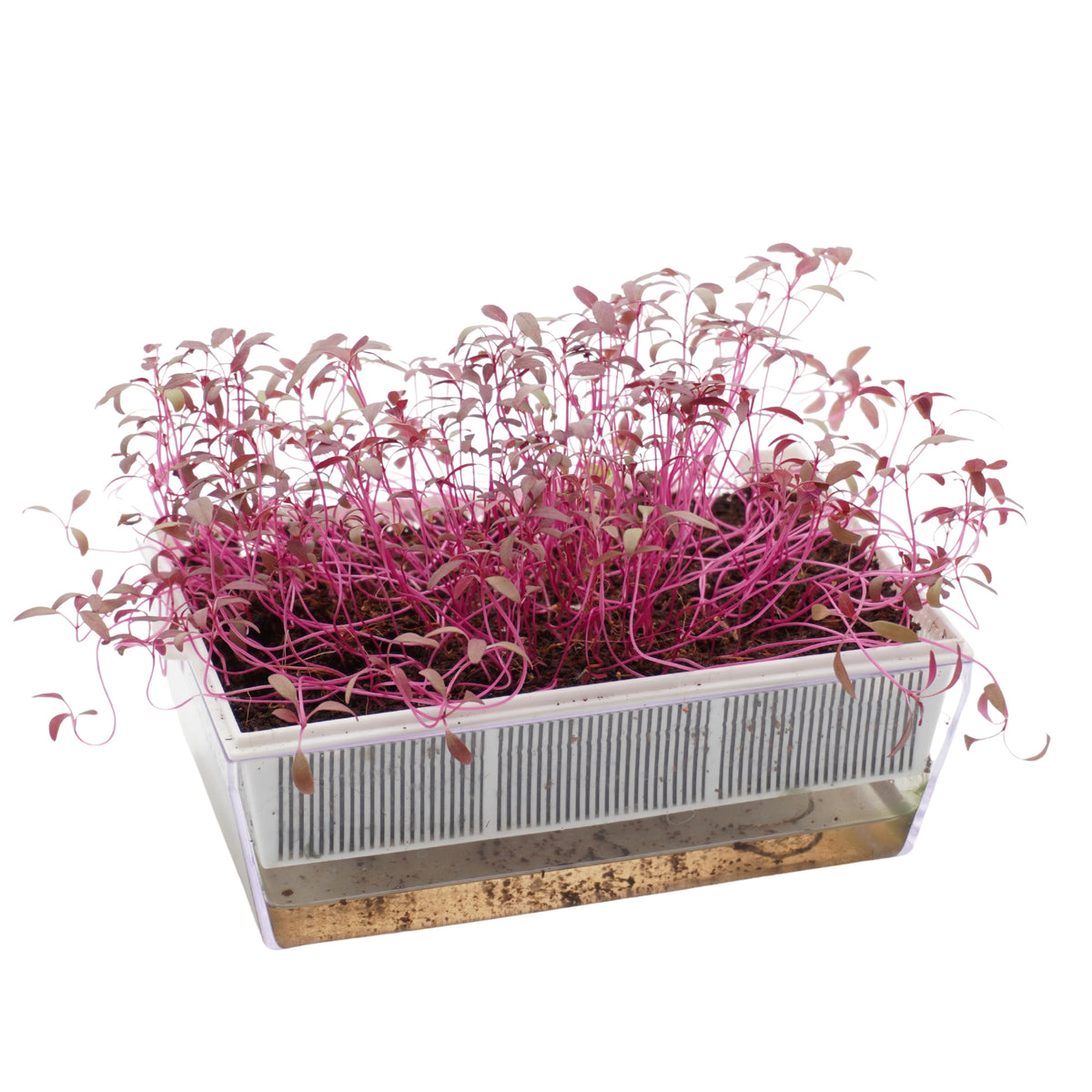 Semi di Amaranto rosso bio - 1 g
