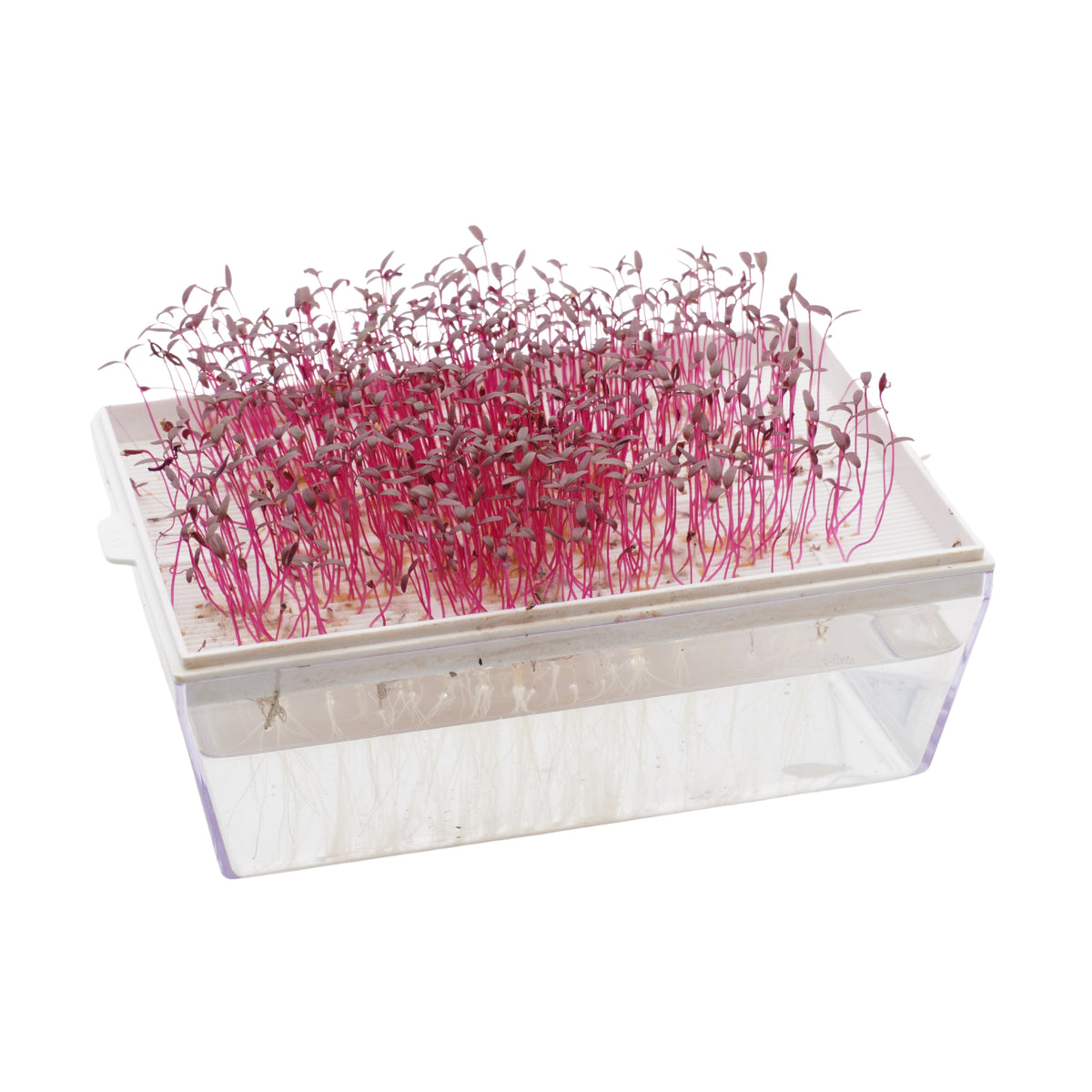 Semi di Amaranto rosso bio - 1 g