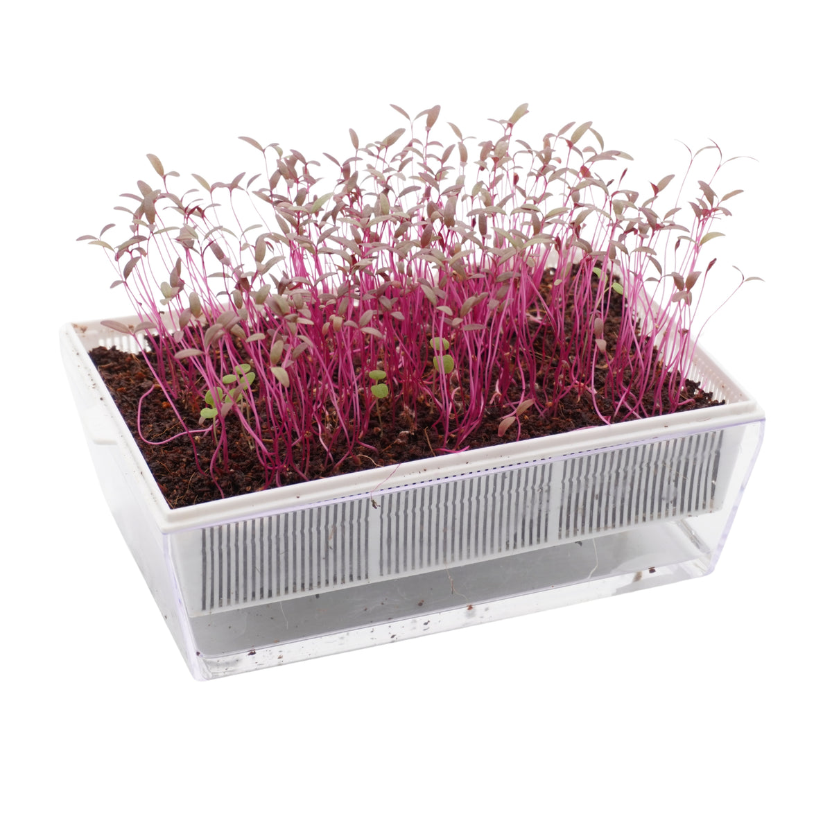 Kit educativo microgreens bio-Idro e Cocco-8 Eva e 45 varietà semi-sk607