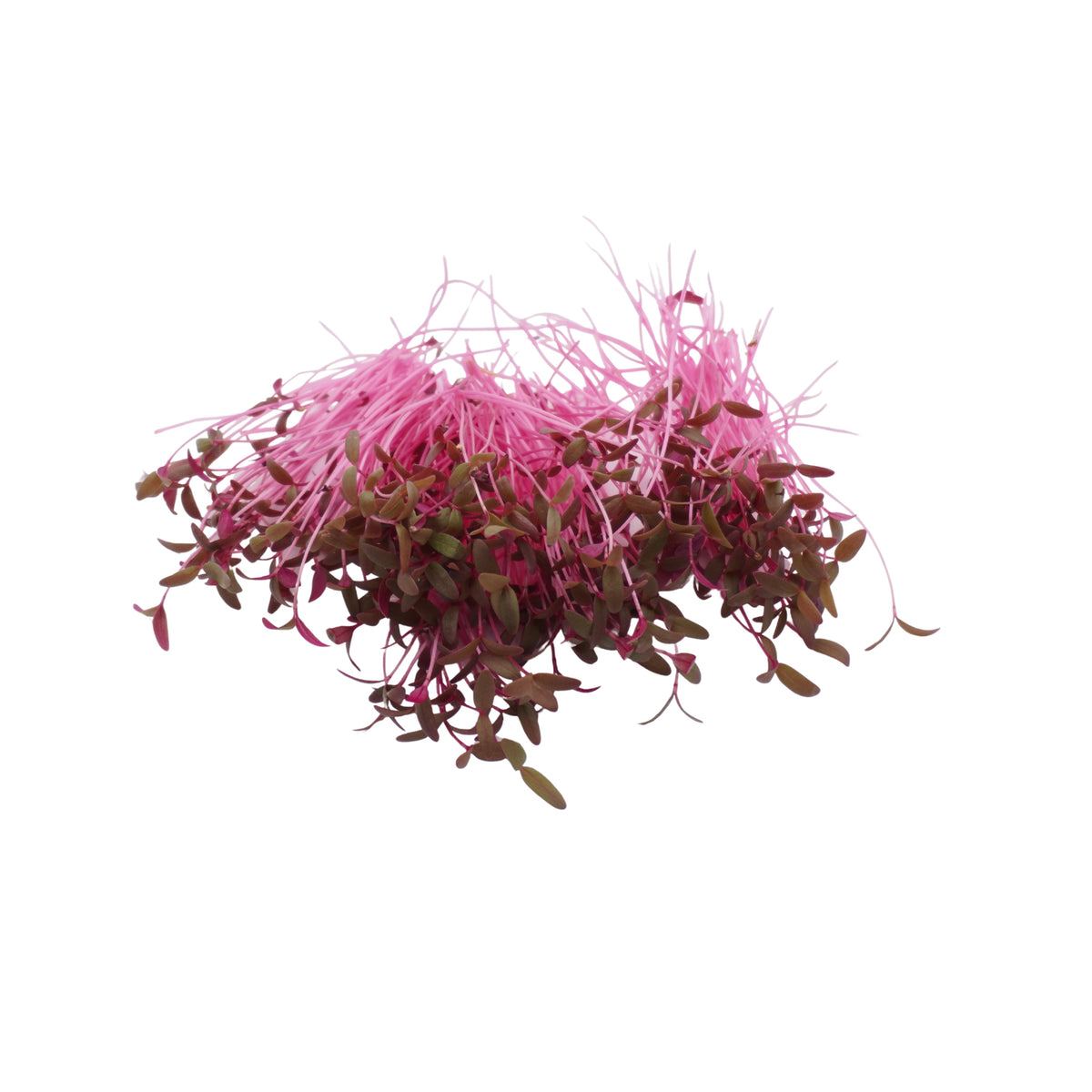 Semi di Amaranto rosso bio - 1 g