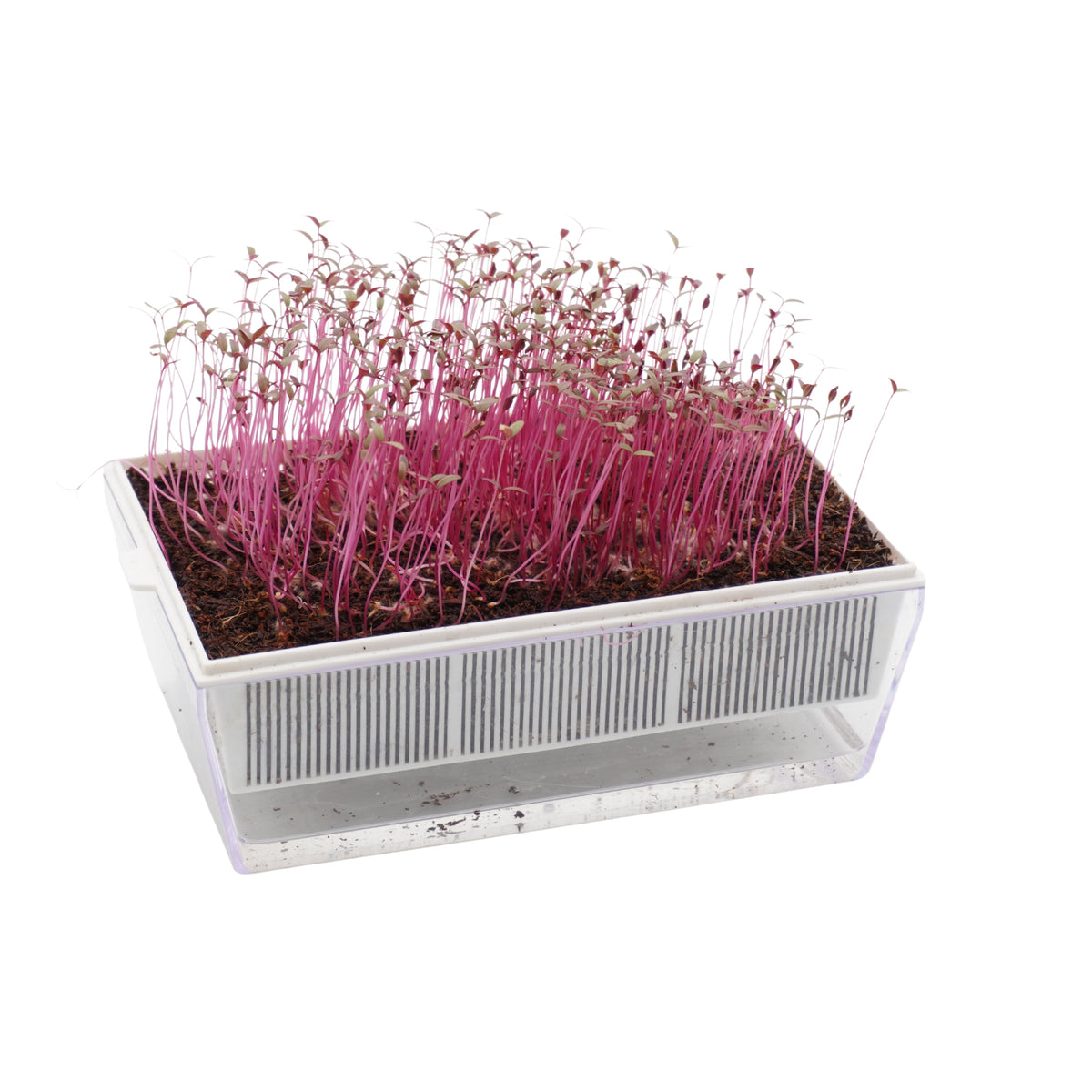 Semi di Amaranto rosso bio - 1 g