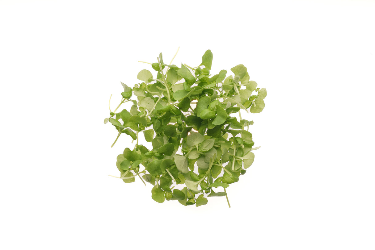 Basilic Italien Classique - Graine Bio 1gr