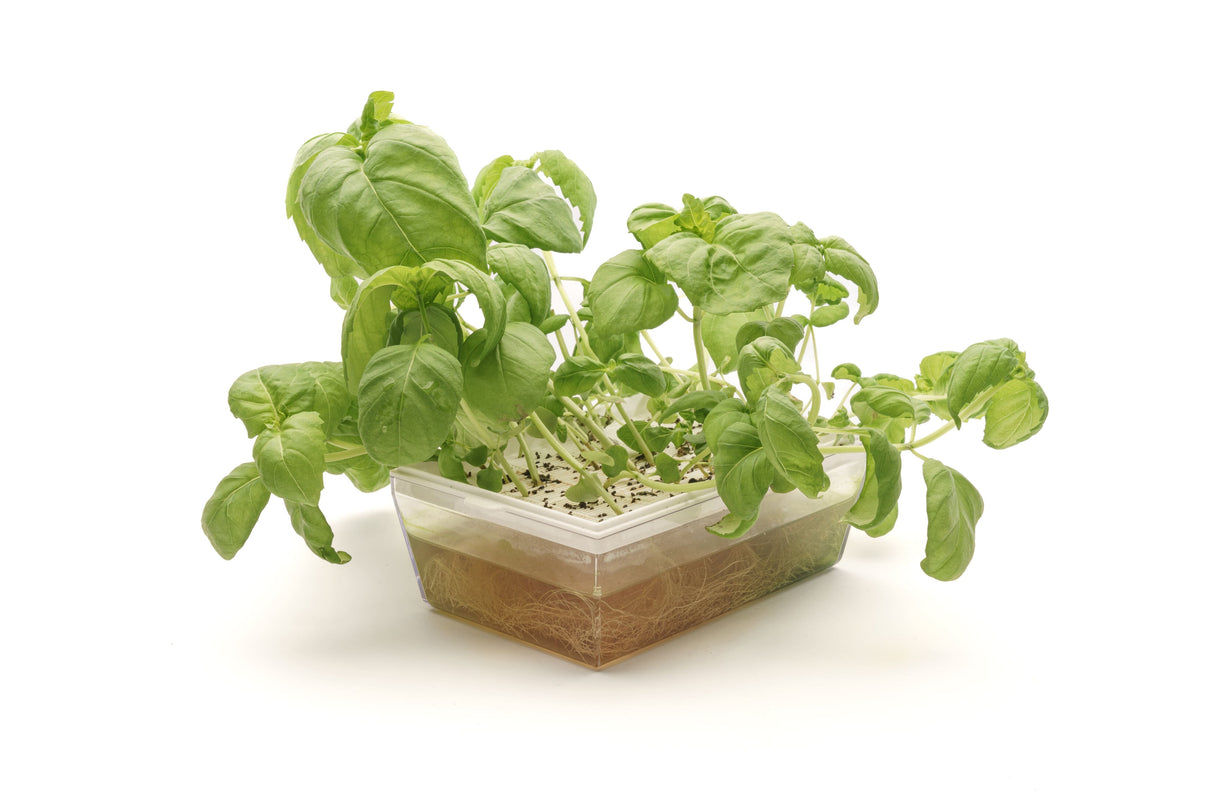 Basilic Italien Classique - Graine Bio 1gr