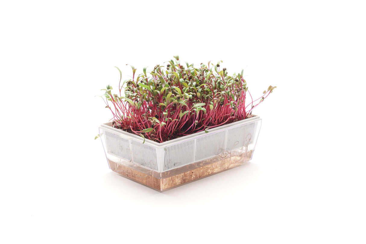 Bull's Blood Mangold - Bio-Samen 12gr