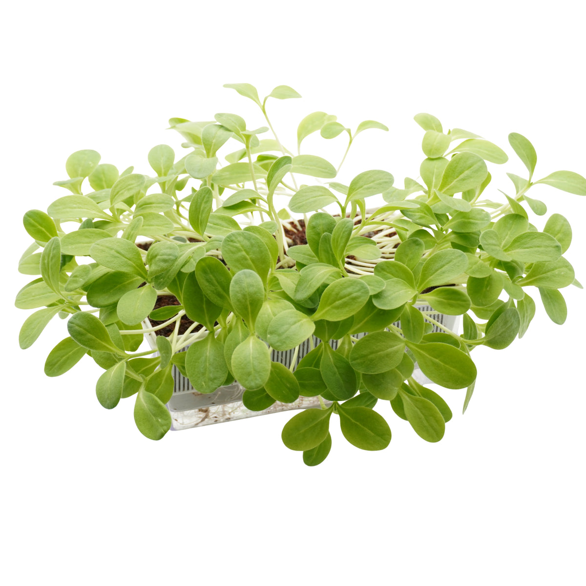 Semi di Boraggine bio - 6 g