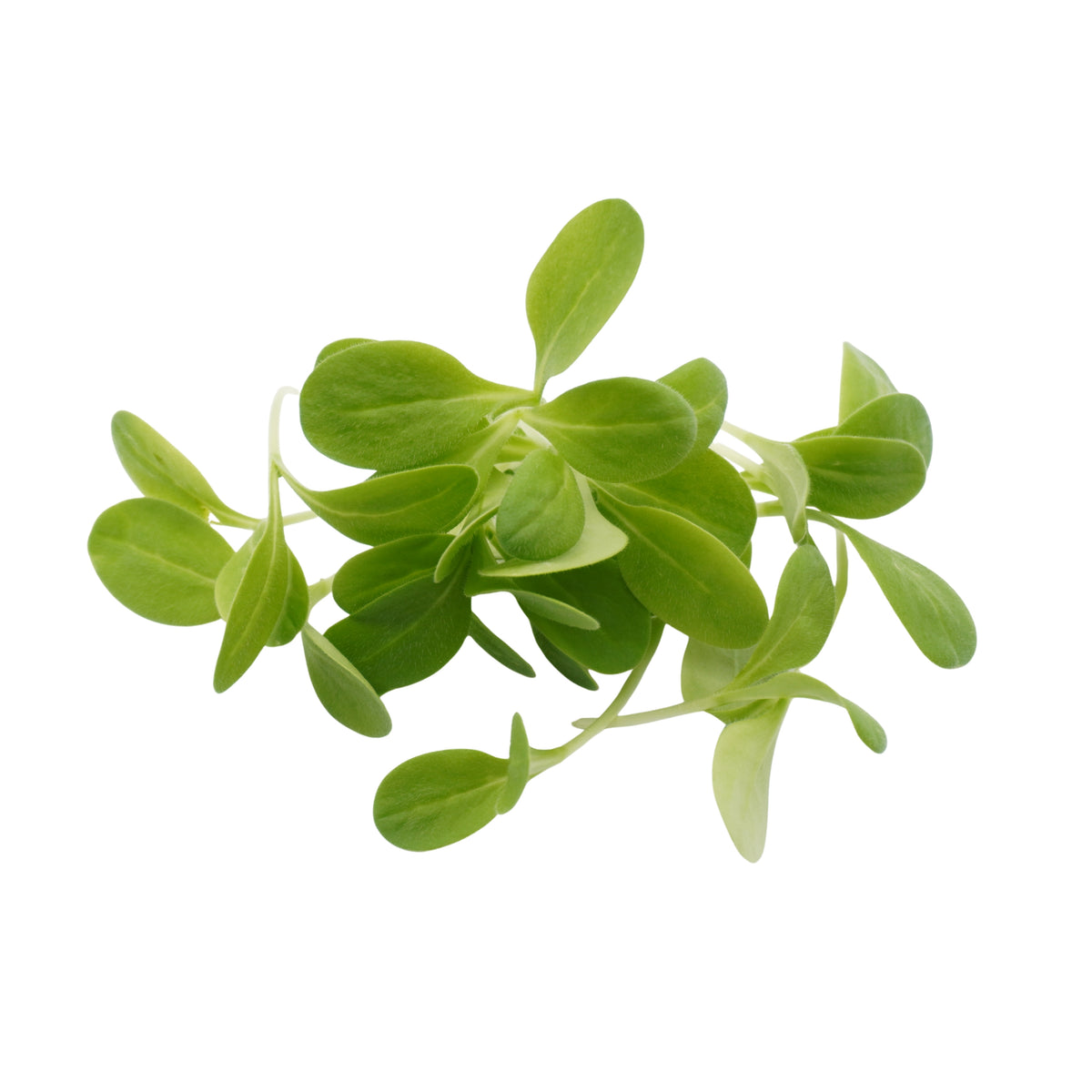 Semi di Boraggine bio - 6 g