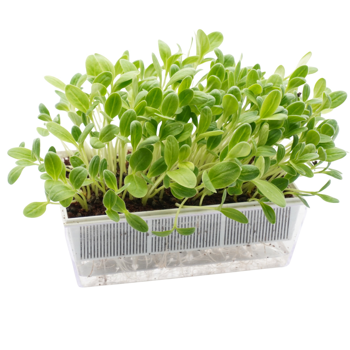 Semi di Boraggine bio - 6 g