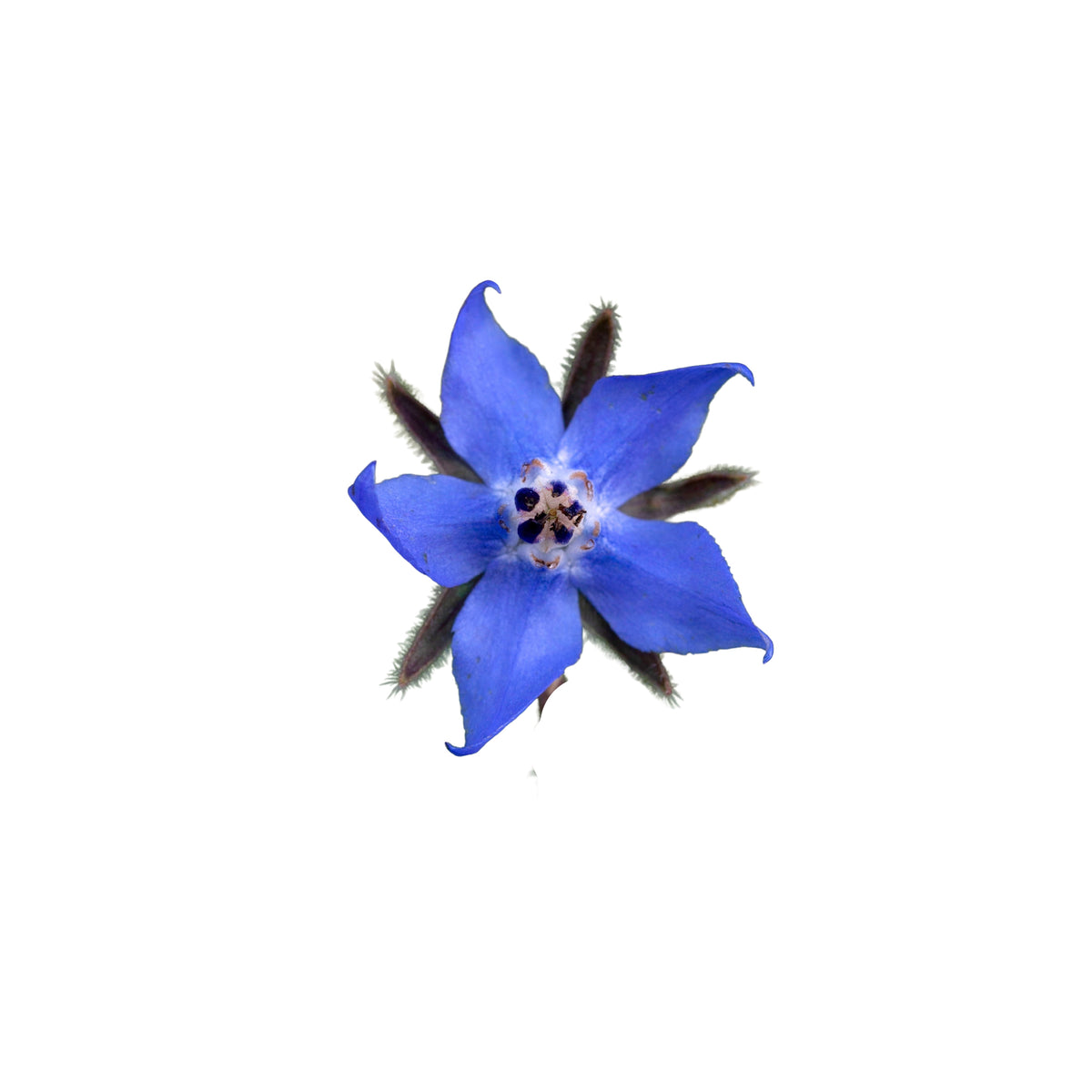 Semi di Boraggine bio - 6 g