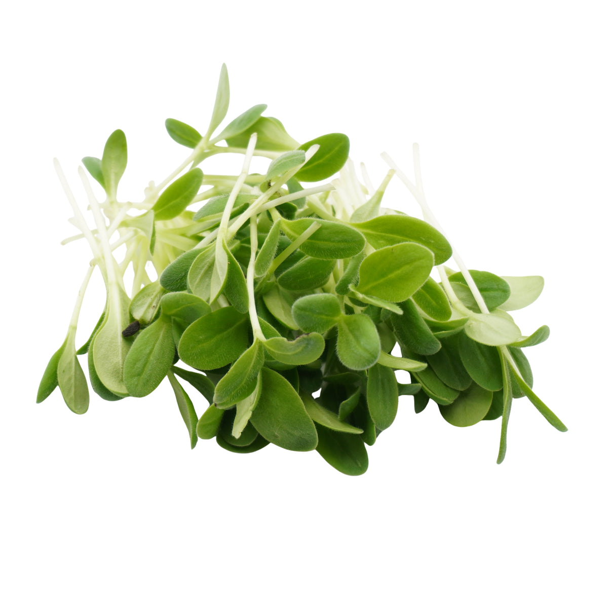 Semi di Boraggine bio - 6 g