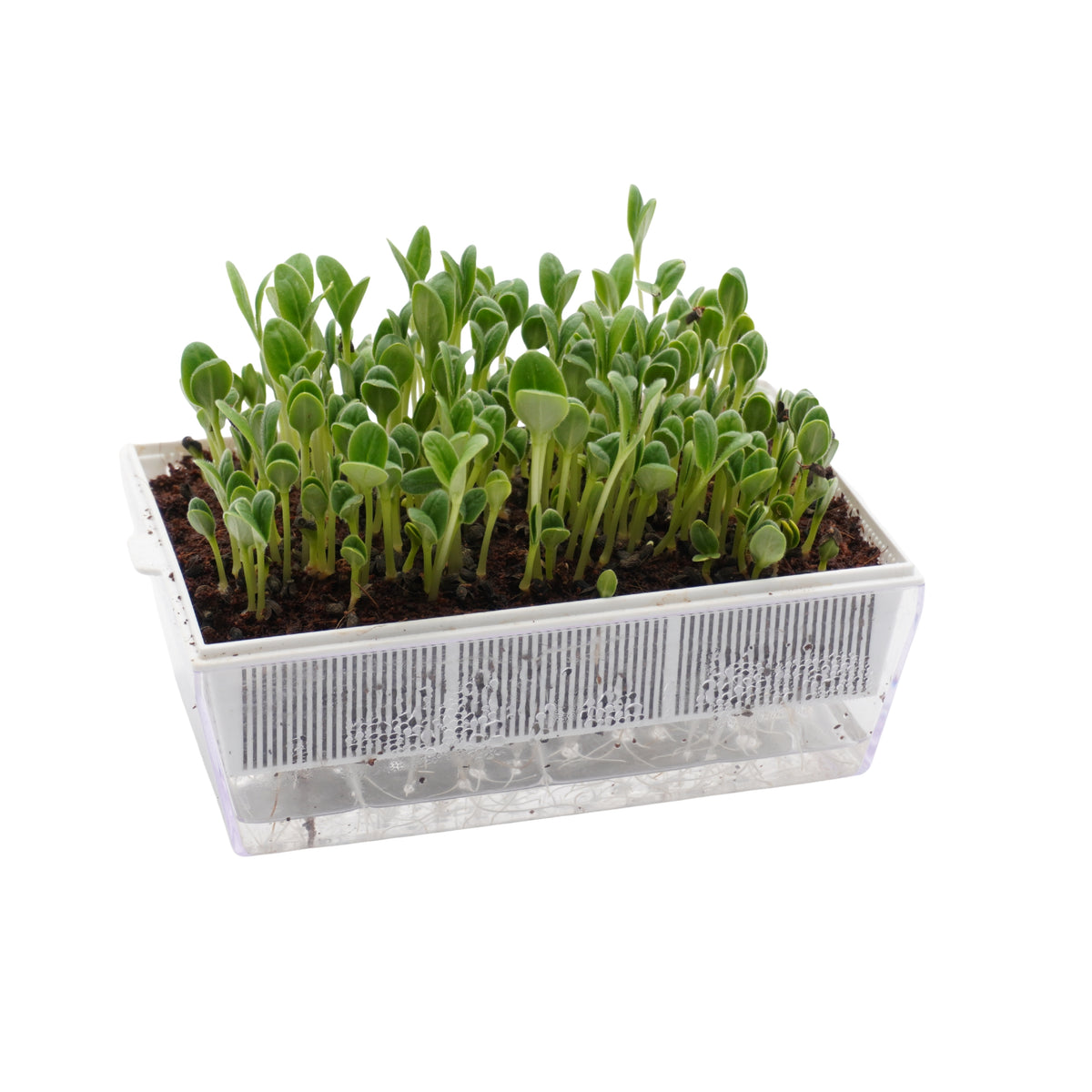 Semi di Boraggine bio - 6 g