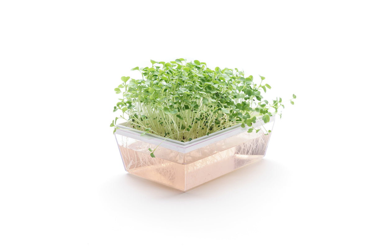 Bio-Brokkoli-Raab-Samen 40gr