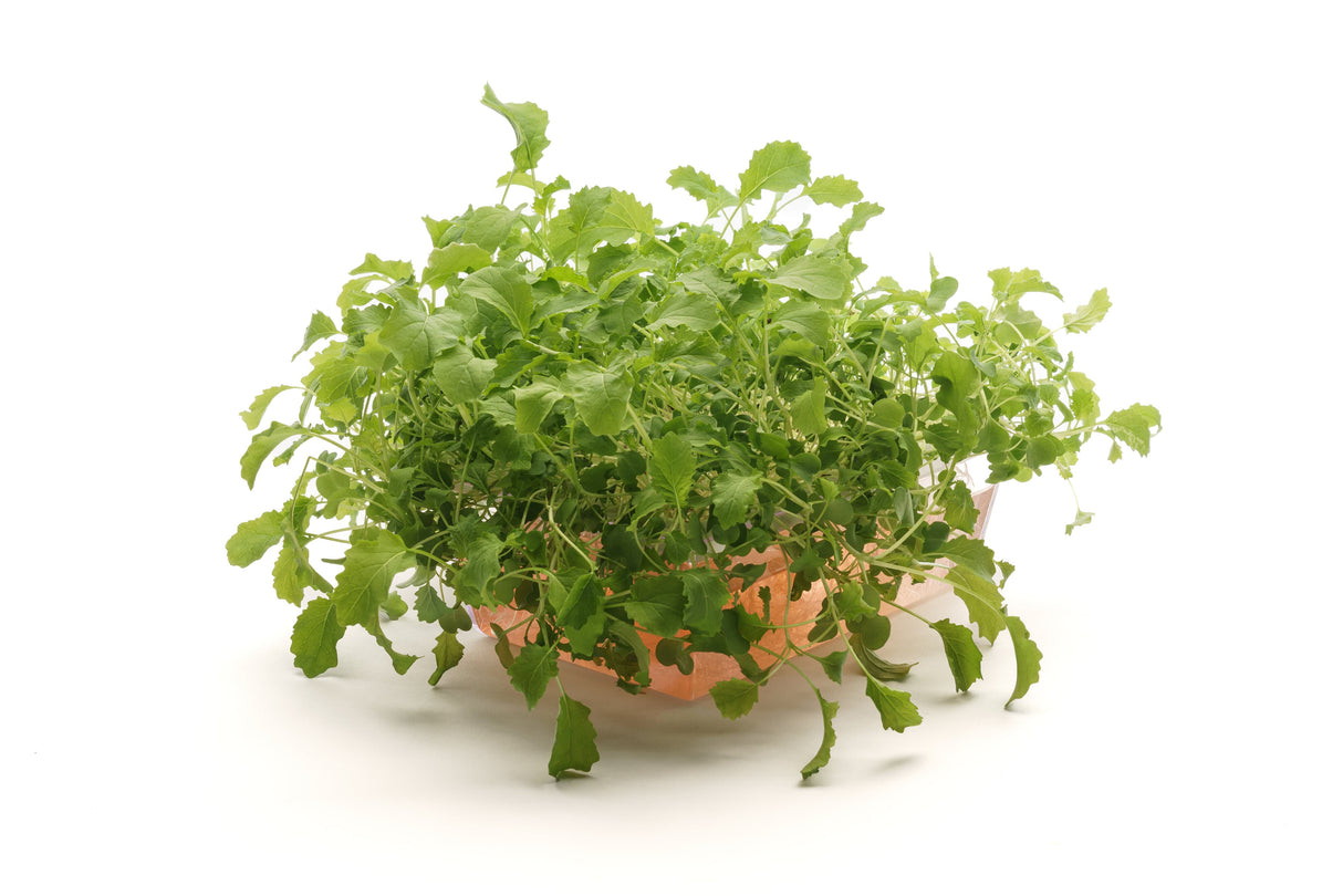 Bio-Brokkoli-Raab-Samen 40gr