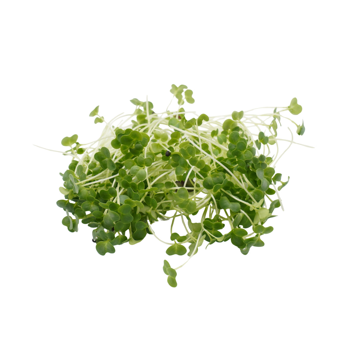 Semi di Broccolo calabrese bio - 3 g