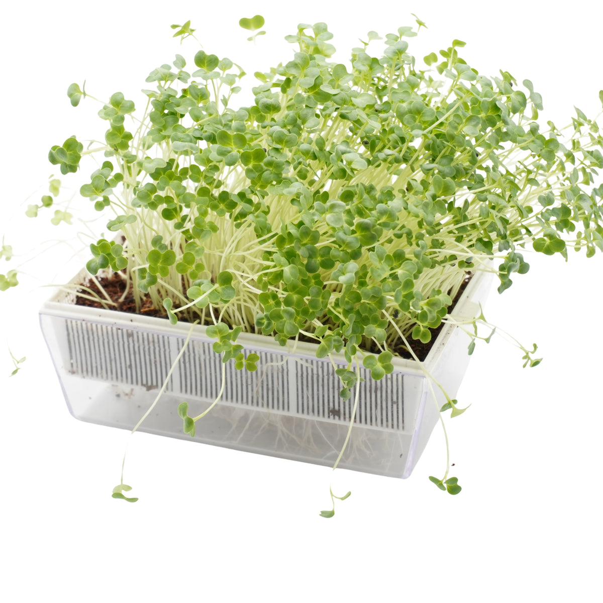 Semi di Broccolo calabrese bio - 3 g