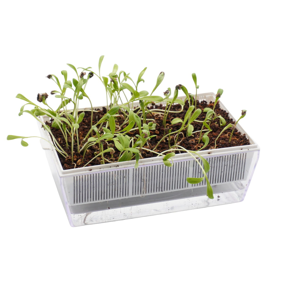 Semi di Calendula bio - 2 g