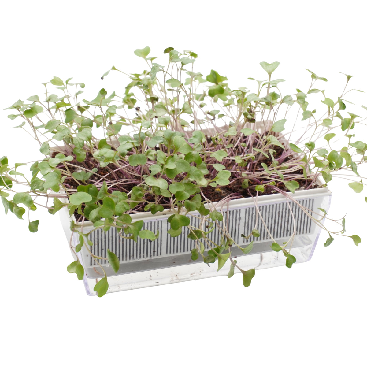Semi di Cavolo rosso bio - 3 g