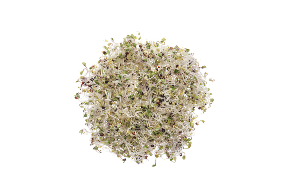 Russischer Rotkohl - Bio-Samen 20gr