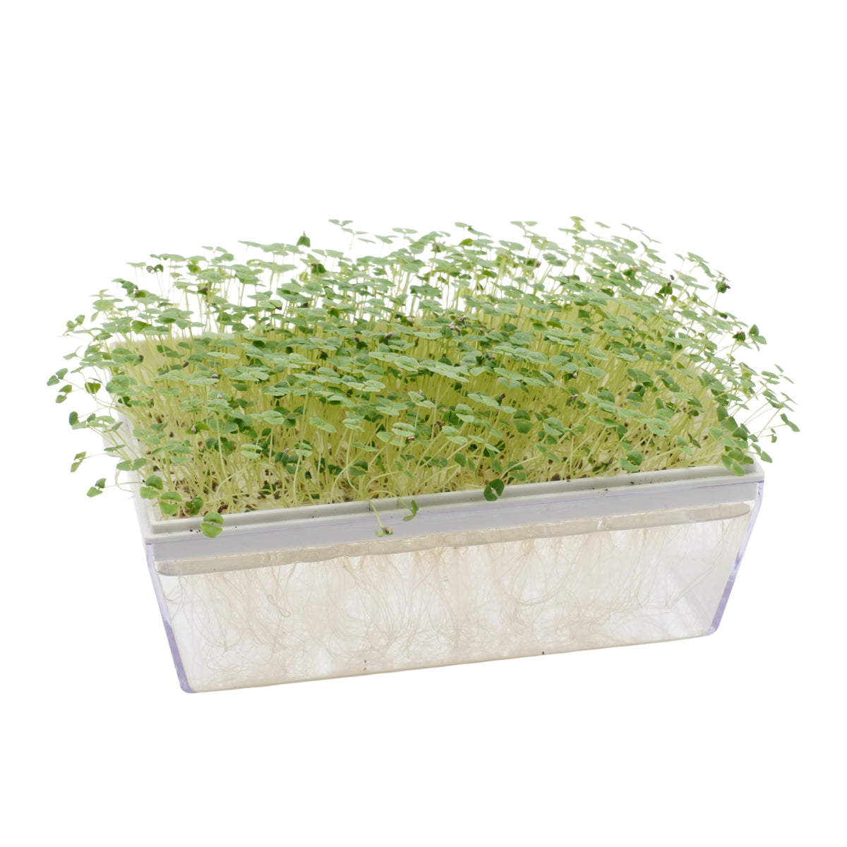Kit educativo microgreens bio-Idro e Cocco-8 Eva e 45 varietà semi-sk607