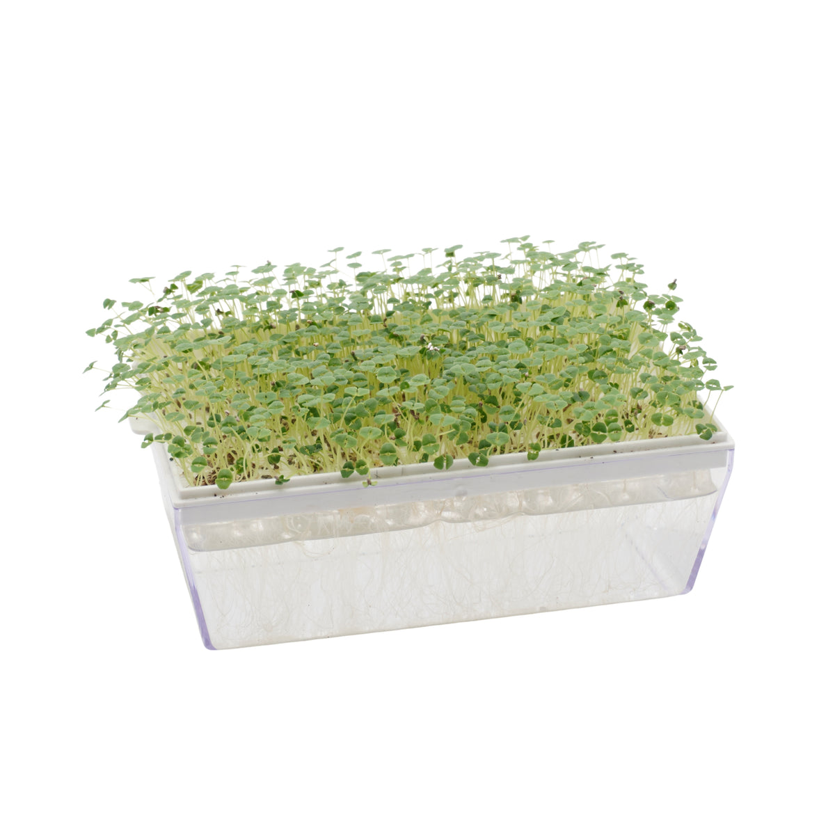 Semi di Chia bio - 2 g