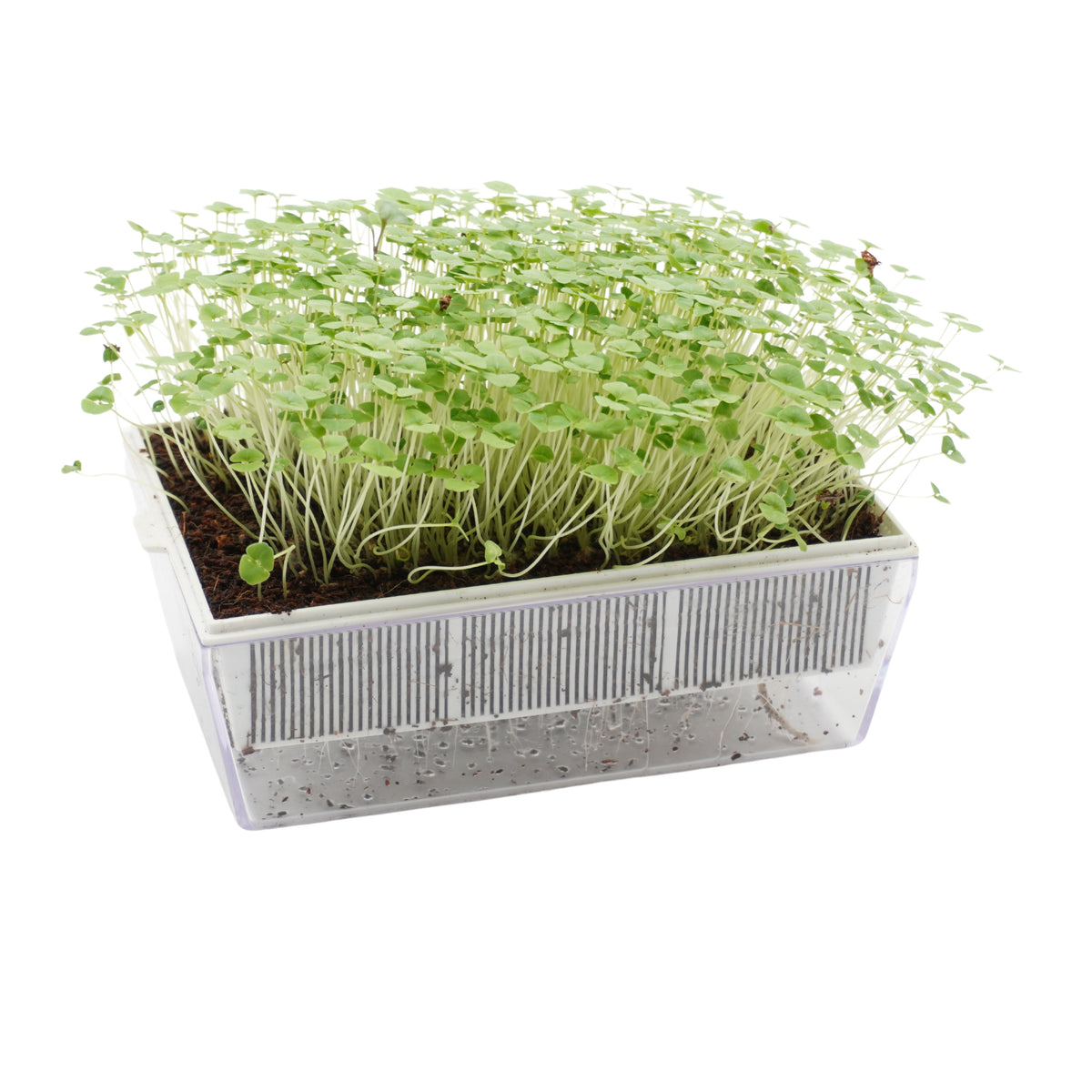 Semi di Chia bio - 2 g