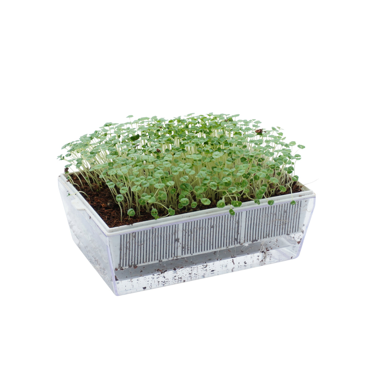 Semi di Chia bio - 2 g