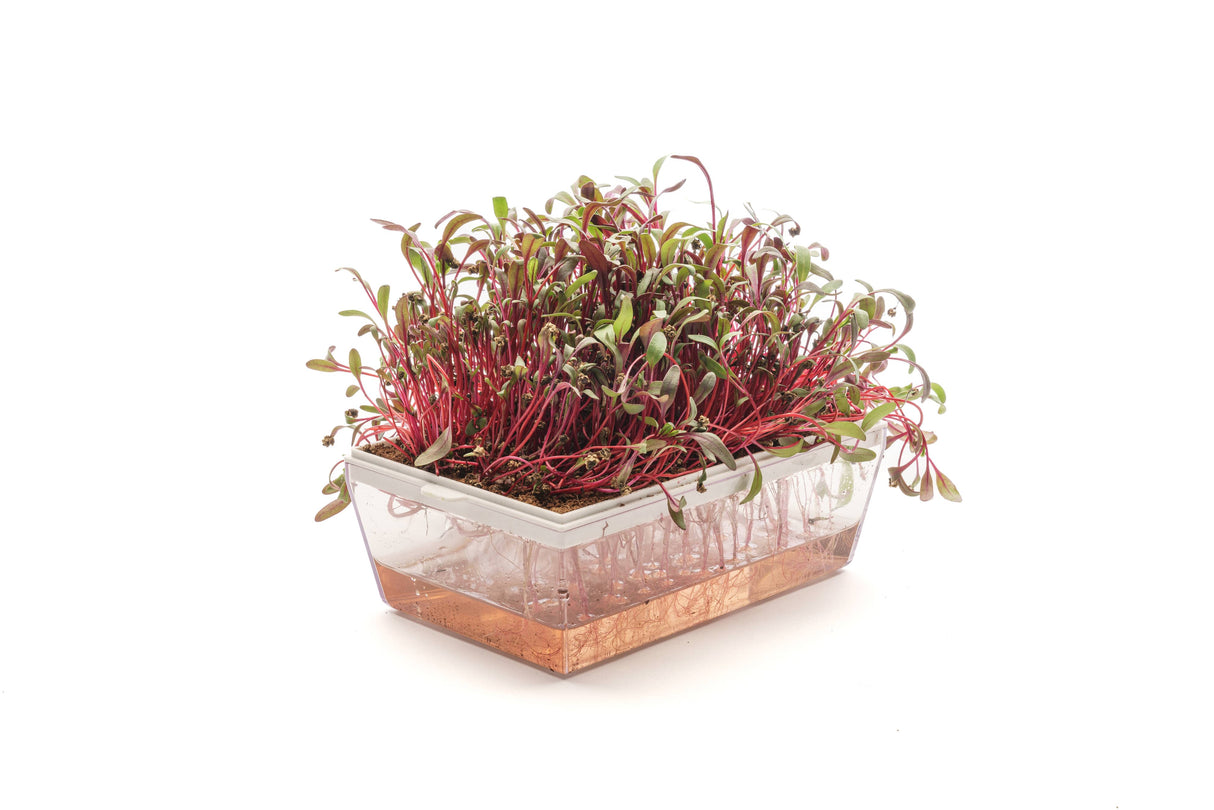 Mineraldünger 5gr x 3