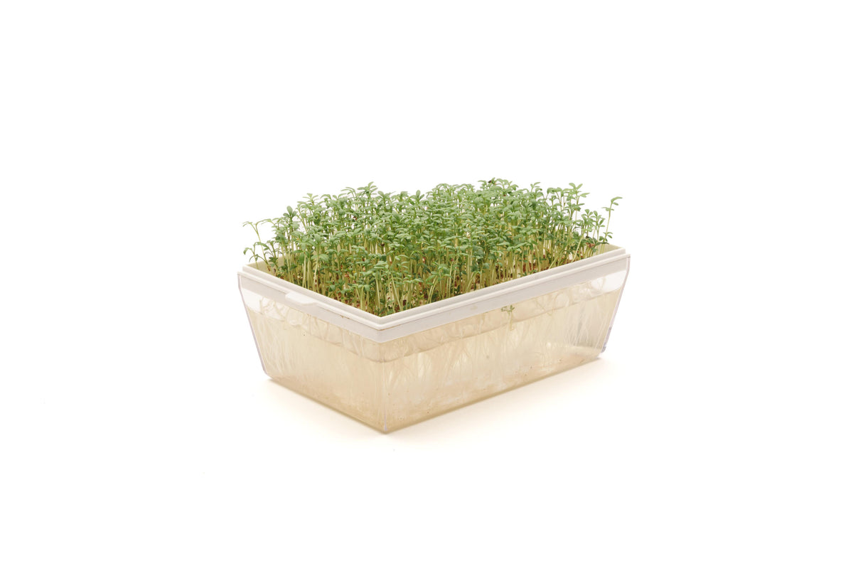 Brunnenkresse - Bio-Samen 50gr