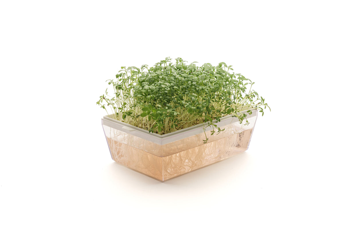 Brunnenkresse - Bio-Samen 50gr