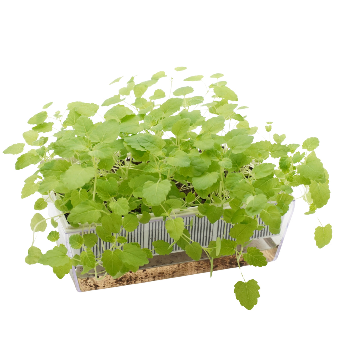 Semi di Erba gatta-Nepeta cataria bio - 0,2 g