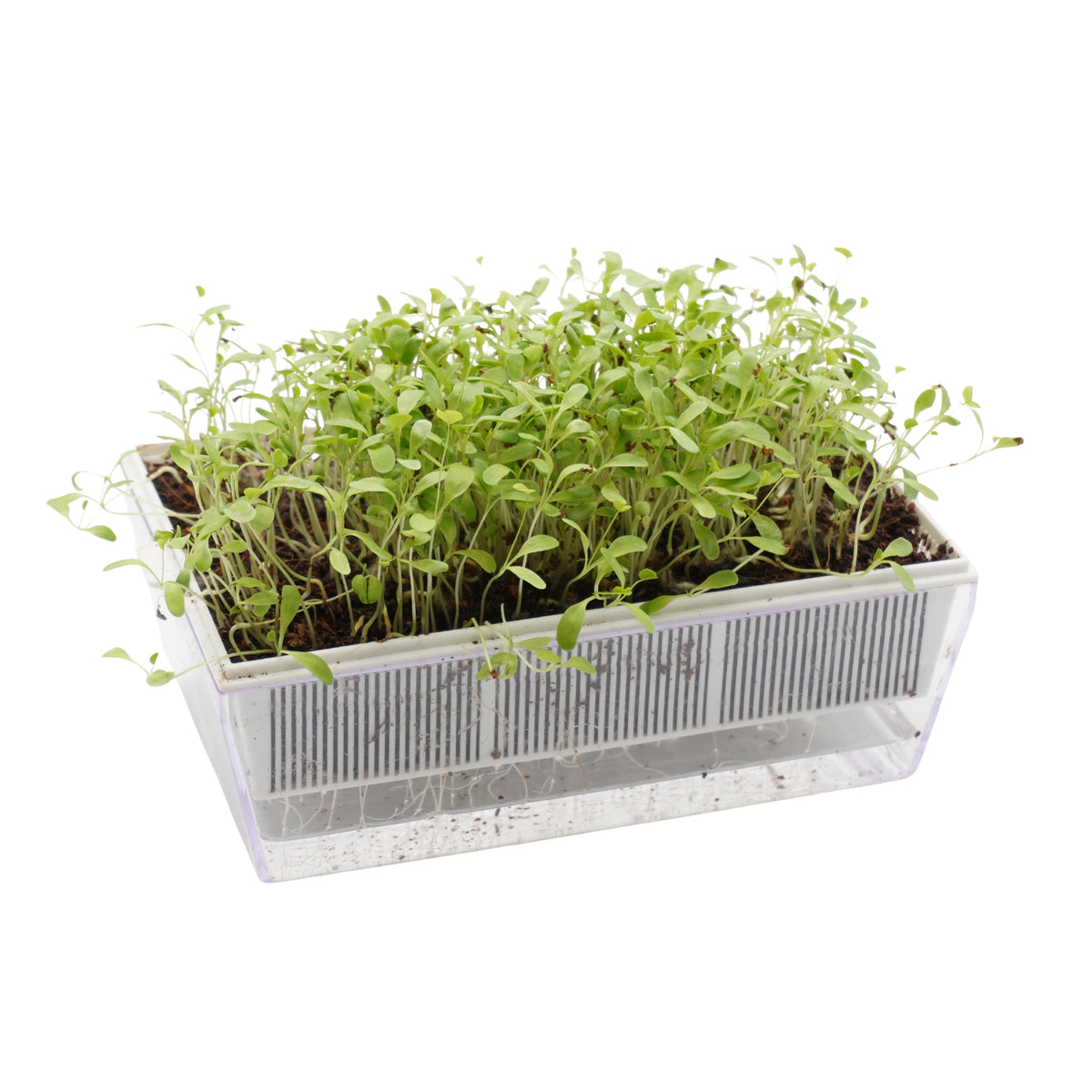 Semi di Erba medica bio - 2 g