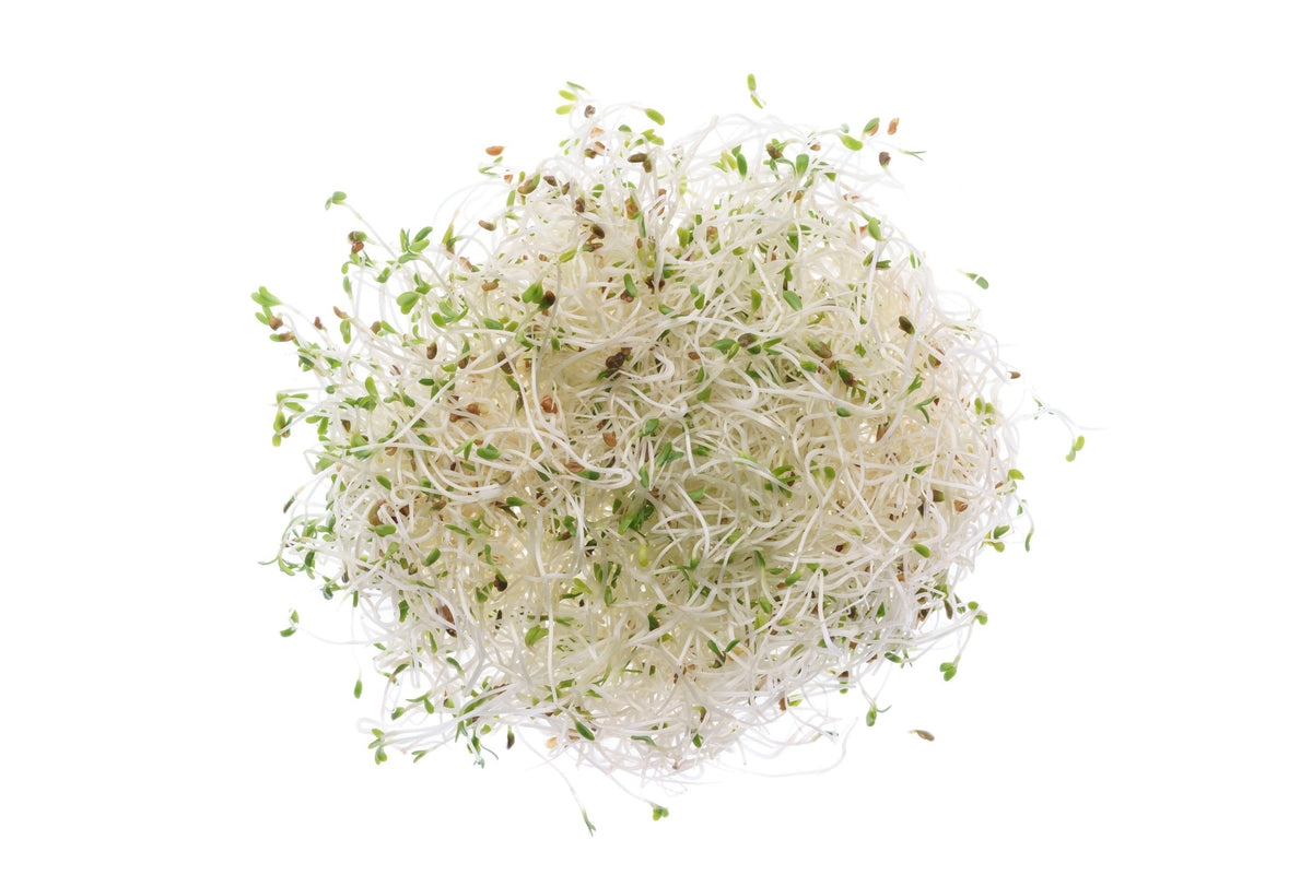 Herbe Médicale-Alfalfa-Graines Bio 50gr