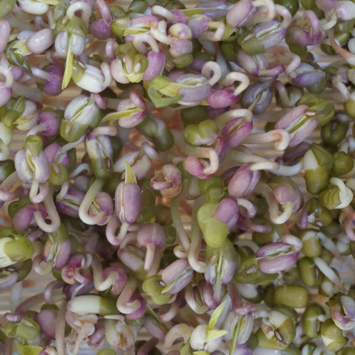 Semi di Fagiolo Mungo bio - 30 g