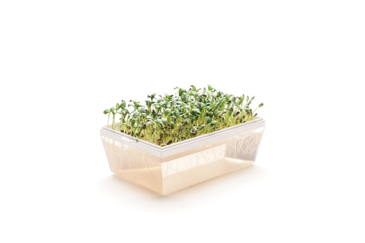 Bockshornklee - Bio-Samen 50gr