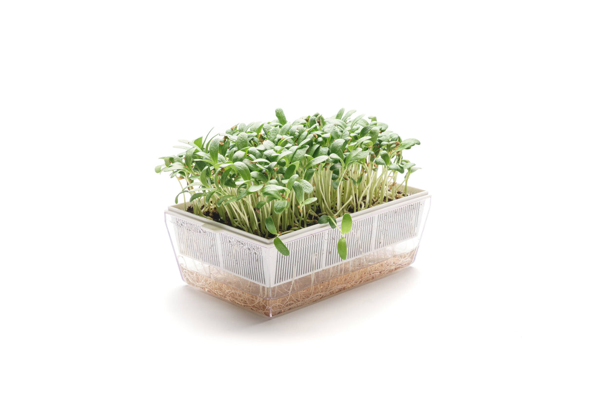 Bockshornklee - Bio-Samen 50gr