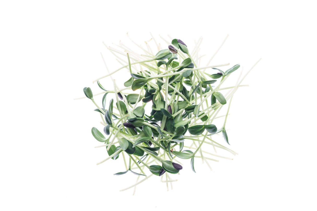 Sonnenblume - Bio-Samen 80gr