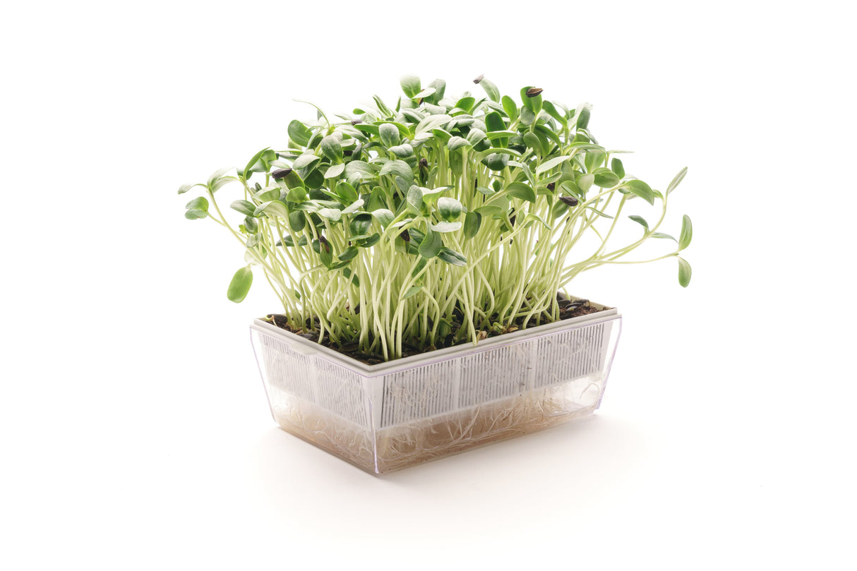 Sonnenblume - Bio-Samen 80gr