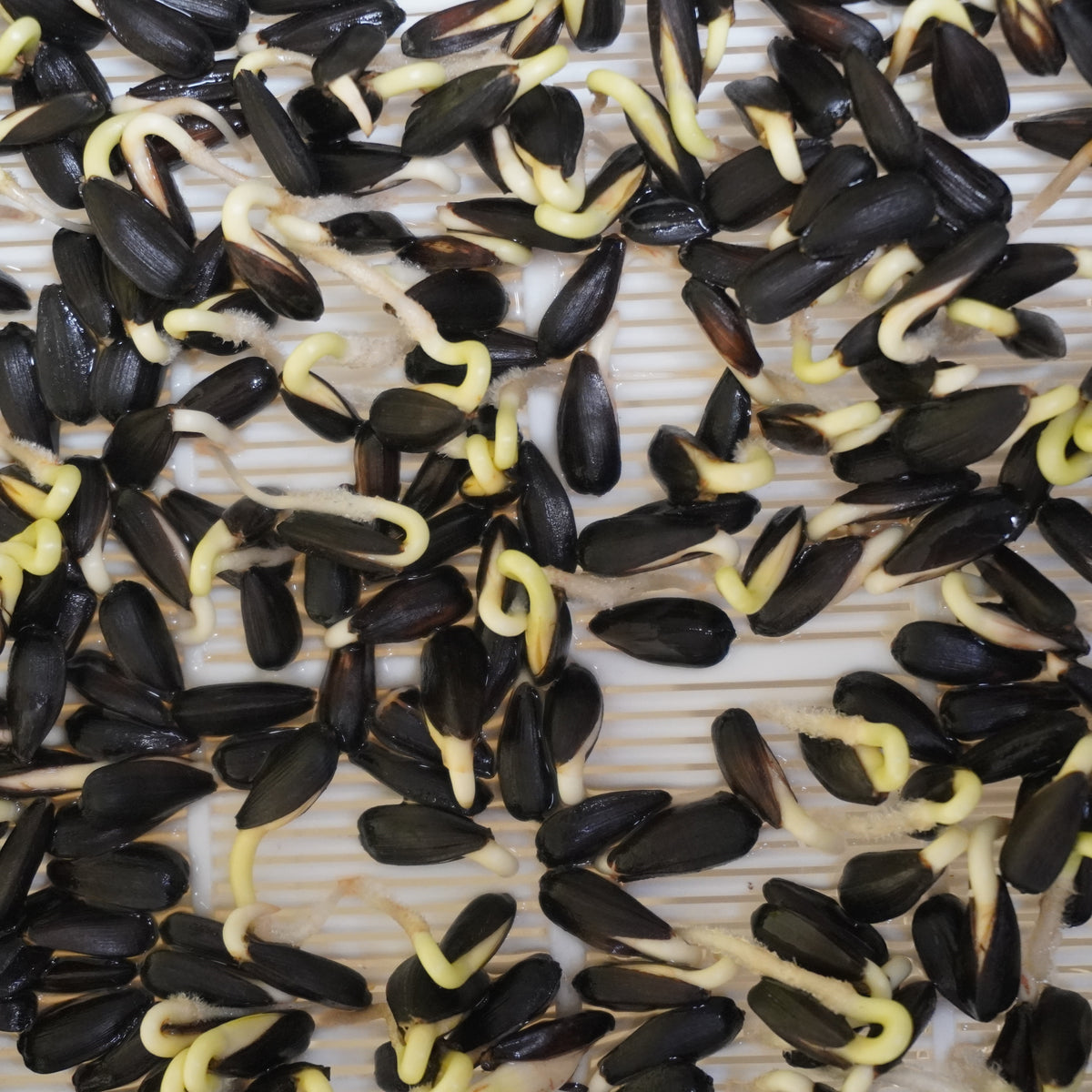 Semi di Girasole bio - 80 g
