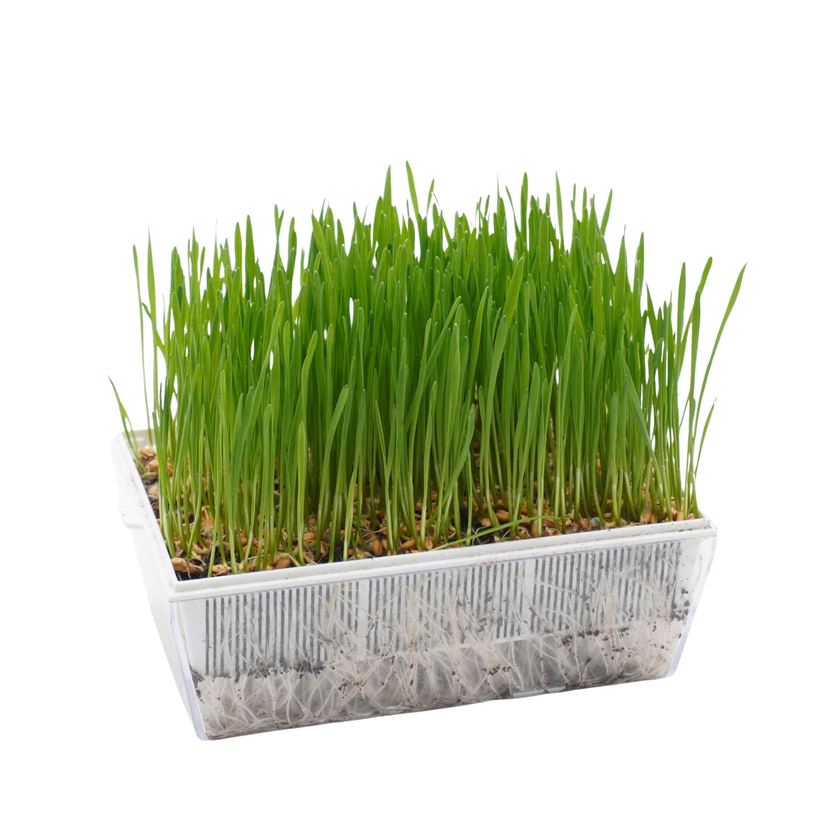 Set semi erba di grano bio e cocco - 6 ricariche - ss907