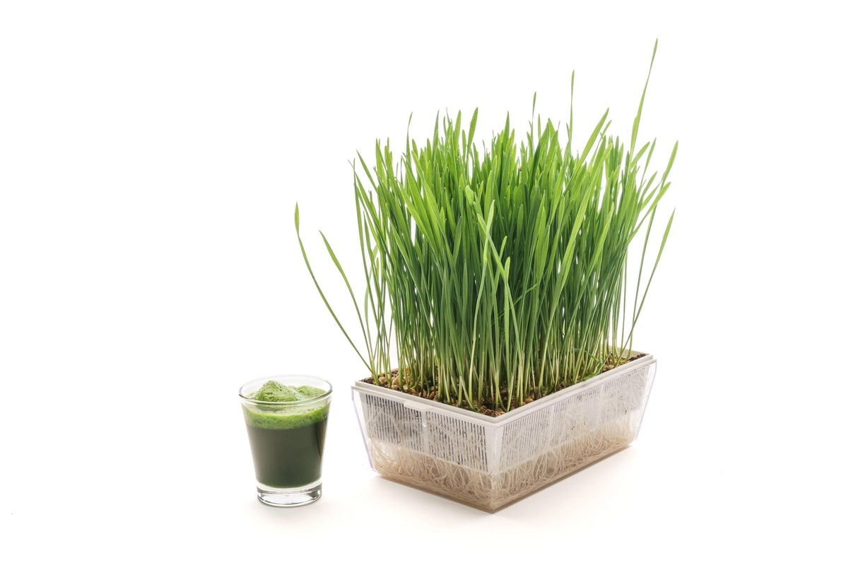 Weizen - Bio-Samen 100gr