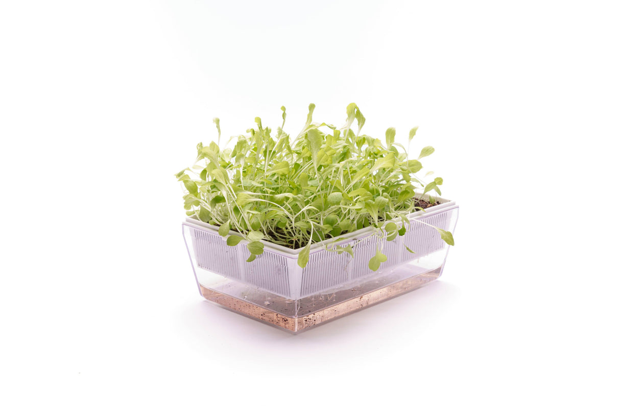 Blonder Salat - Bio-Samen 5gr