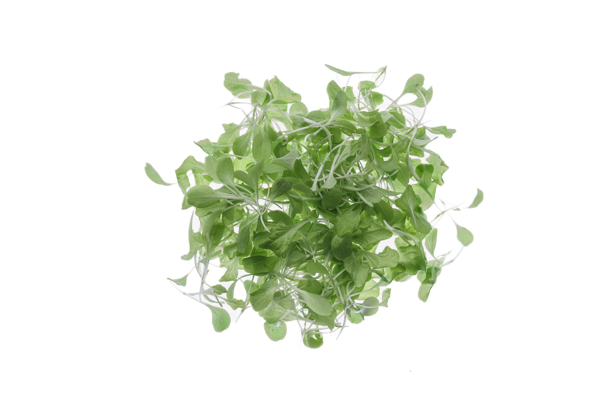 Lollo-Salat - Bio-Samen 5gr