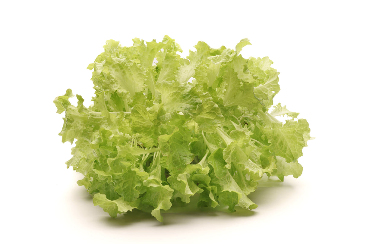 Lollo-Salat - Bio-Samen 5gr