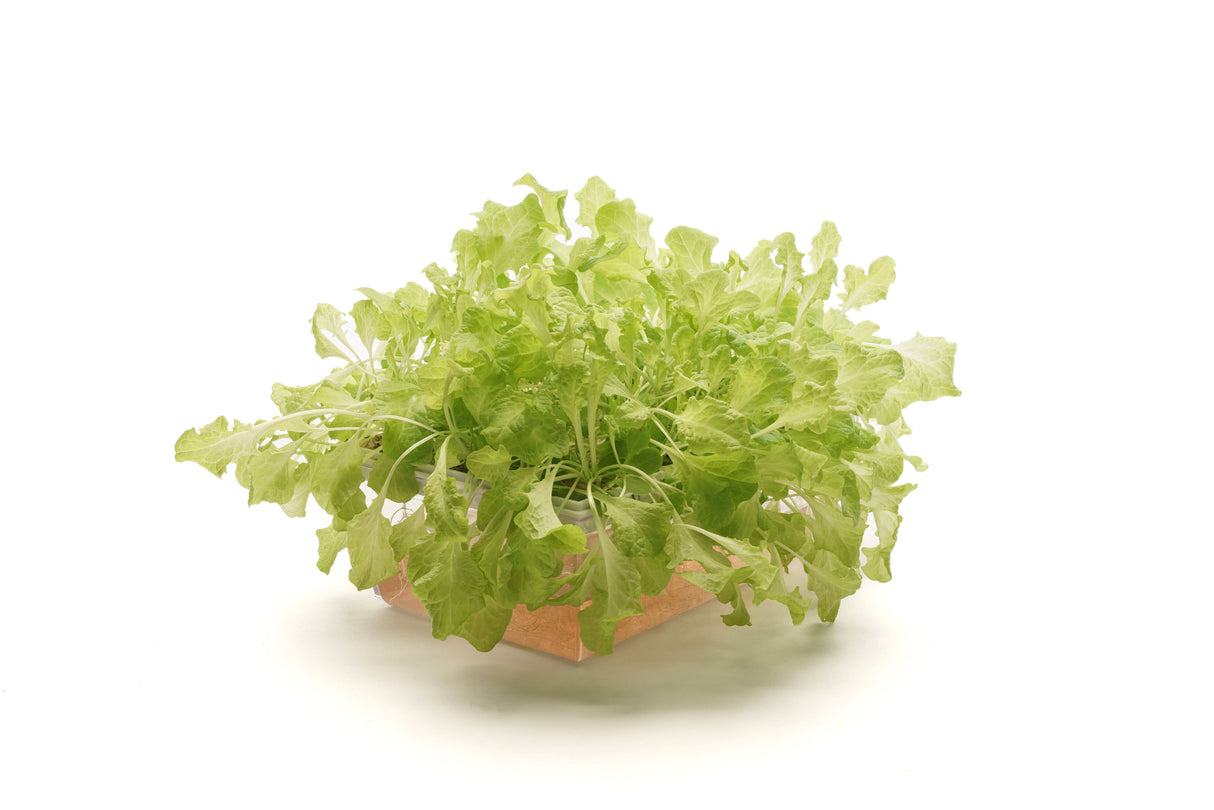 Lollo-Salat - Bio-Samen 5gr