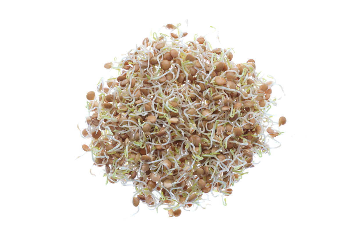 Rote Linse - Bio-Samen 100gr