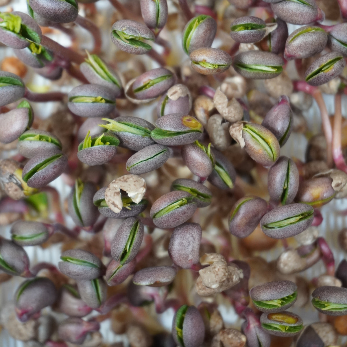 Semi di Lupino dolce bio - 30 g